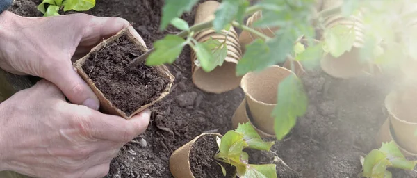 Mani Giardiniere Che Appende Piantina Semenzaio Vegetale Piantare Giardino — Foto Stock