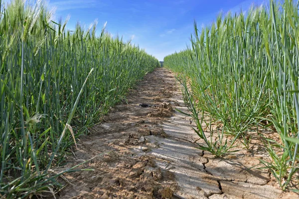 View Dirt Path Crossing Wheat Growing Field — Stock Photo, Image