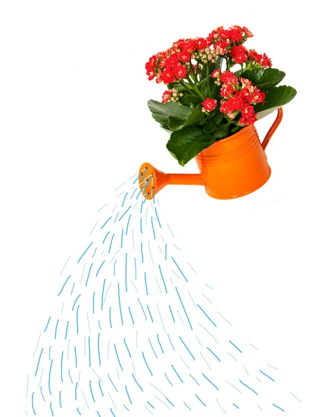Beautiful jasmine flowers with leaves in watering can — Stock Photo, Image