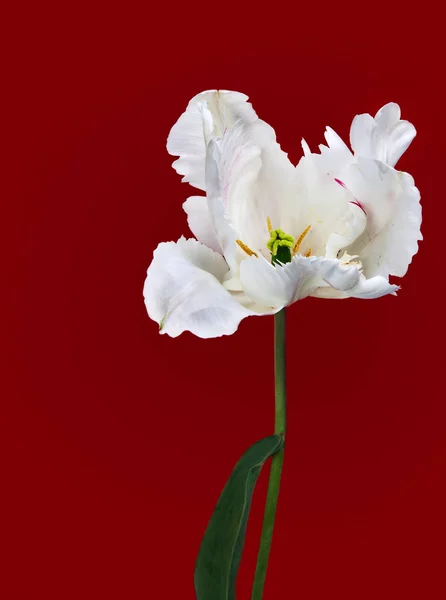 Bela vista de tulipas brancas — Fotografia de Stock