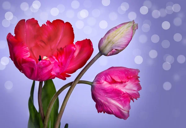 Buquê de tulipas — Fotografia de Stock
