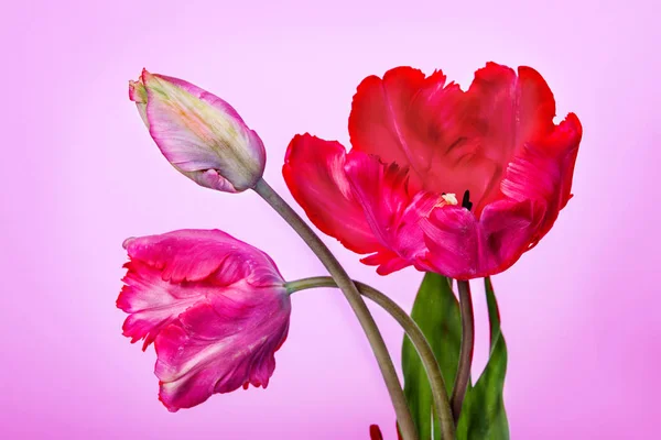 Strauß Tulpen auf rosa Hintergrund — Stockfoto