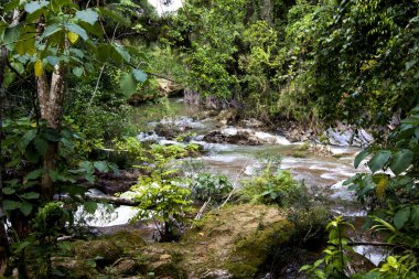 Sonbaharda dere ve bol bol sonbahar yapraklarıyla orman manzarası 