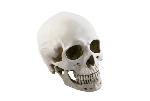 クリッピング パスと白い背景に分離された人間の頭蓋骨 — ストック写真