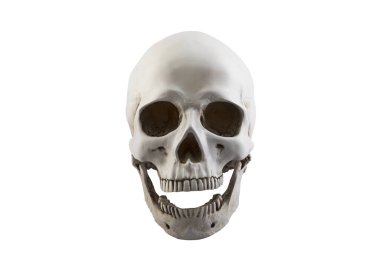 Açık çene ile insan kafatası kırpma yolu ile beyaz arkaplan izole