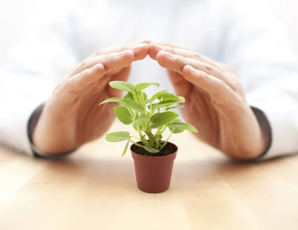 Small Plant Protected Hands — Stock Photo, Image