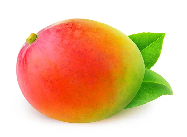 Изолированное необрезанное манго — стоковое фото