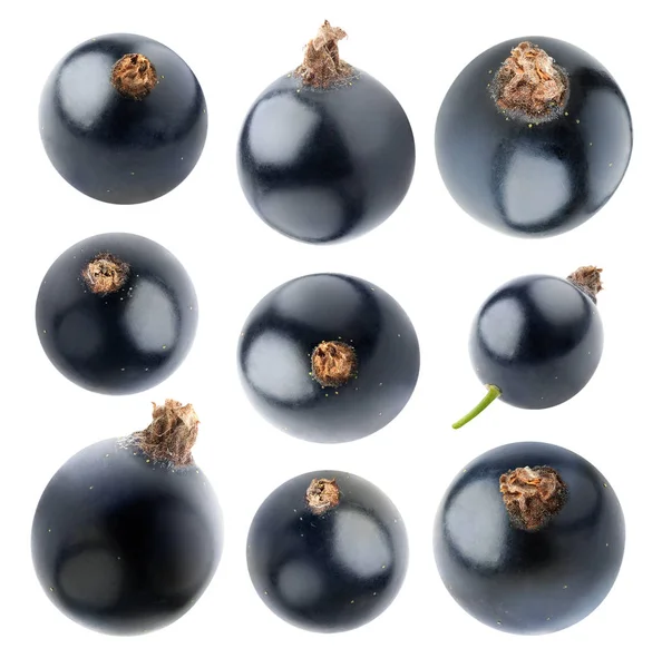 Verzameling van geïsoleerde zwarte bessen — Stockfoto