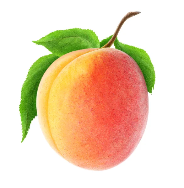 Isolerade aprikos på en gren — Stockfoto