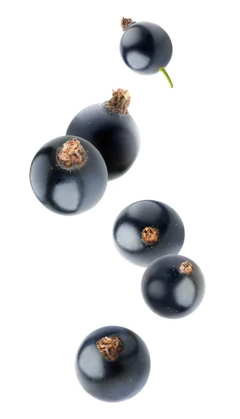 Isolated falling black currants — Stock Photo, Image