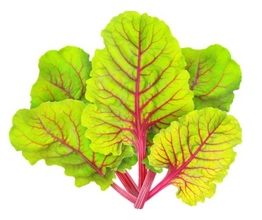 İzole pazı yaprağı
