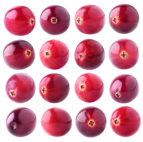 Coleta de cranberries isolados — Fotografia de Stock