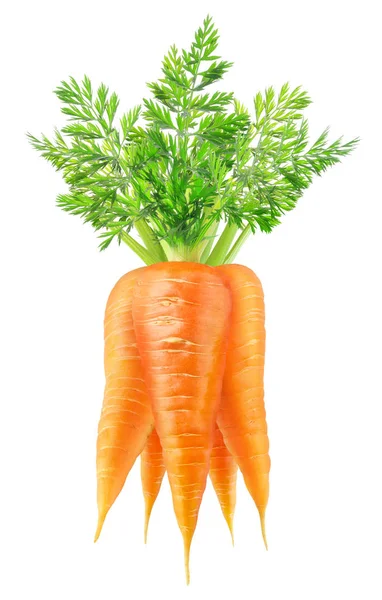 Isolated bunch of carrots — Stock Photo, Image