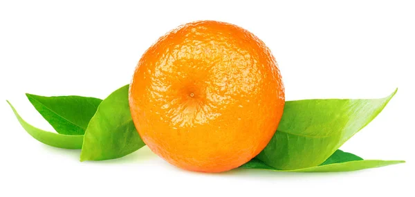 与孤立的橘叶 — 图库照片