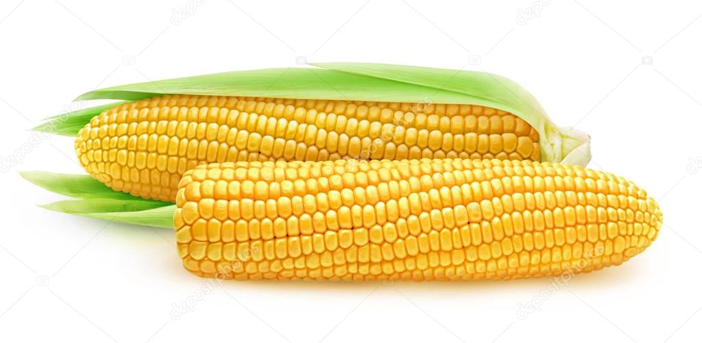 Two isolated corn ears