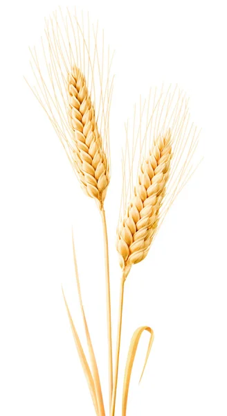 Изолированная пшеница с листьями — стоковое фото