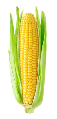Isolated corn ear clipart