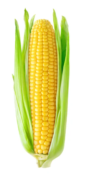 Изолированное ухо кукурузы — стоковое фото