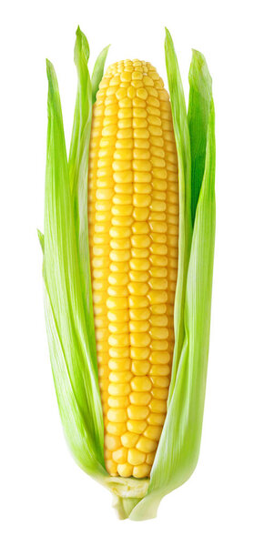 Isolated corn ear