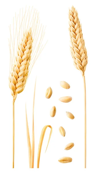 Isolated wheat collection — Stock Photo, Image