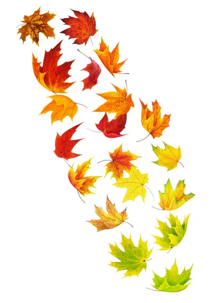 Isolated falling leaves — Stock Photo, Image