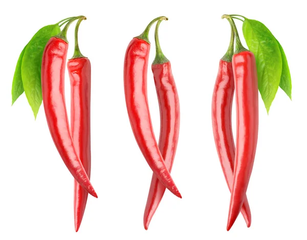 Izolované červené papriky na větvích — Stock fotografie