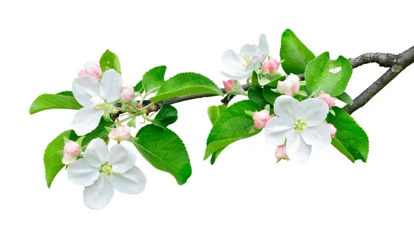 Isolated apple branch with flowers — Stock Photo, Image