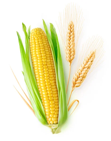 Trigo y maíz aislados — Foto de Stock