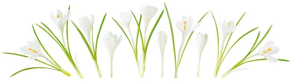 Crocus blanc isolé — Photo