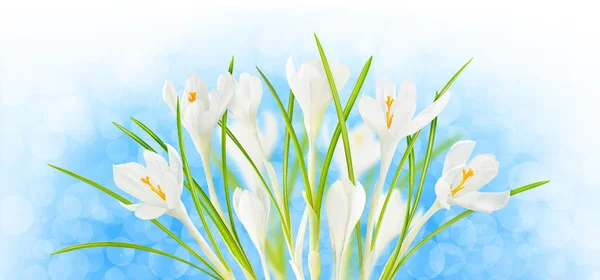 Bouquet de crocus blanc — Photo