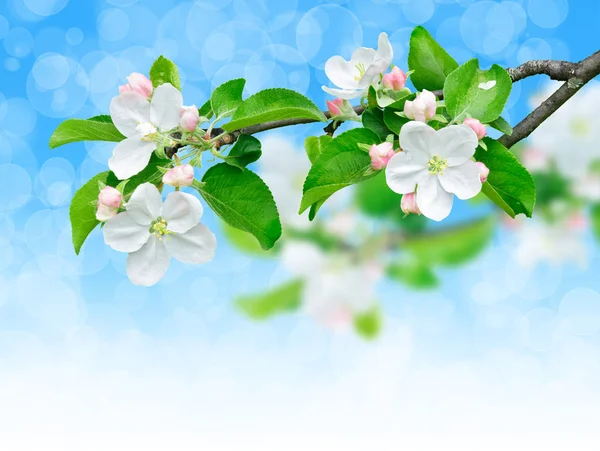Kvetoucí jablečná větev — Stock fotografie