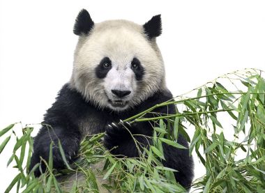 Bambu ile büyük panda