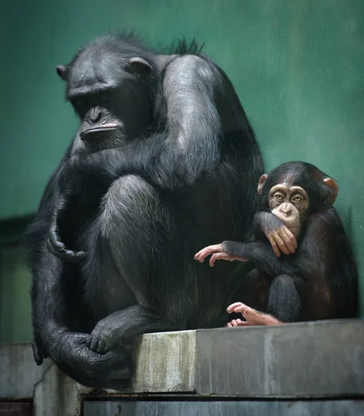 Dois chimpanzés tristes em cativeiro — Fotografia de Stock