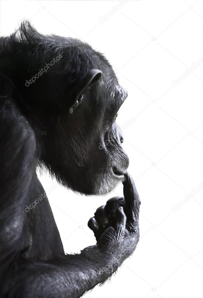 Puzzled chimp isolated on white