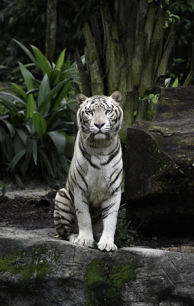 Sitting white Bengal tiger — Stock Photo, Image