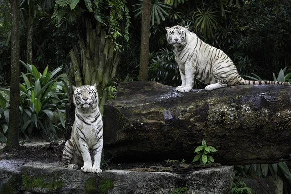 Два белых бенгальских тигра в джунглях — стоковое фото