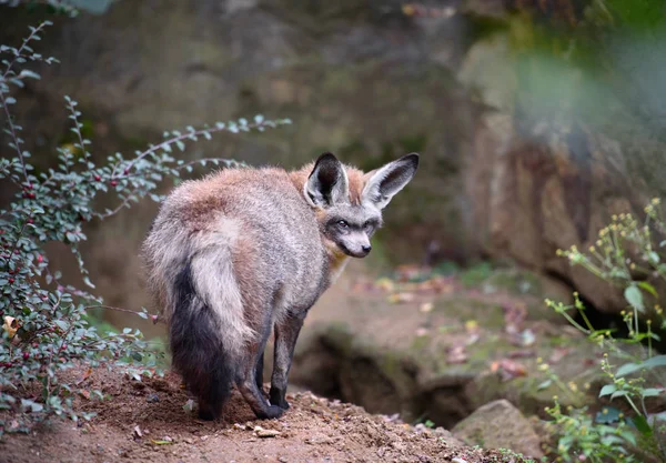 Big eared fox