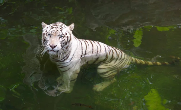 Сердитый белый тигр в воде — стоковое фото