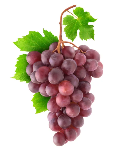 Uvas vermelhas isoladas num ramo — Fotografia de Stock