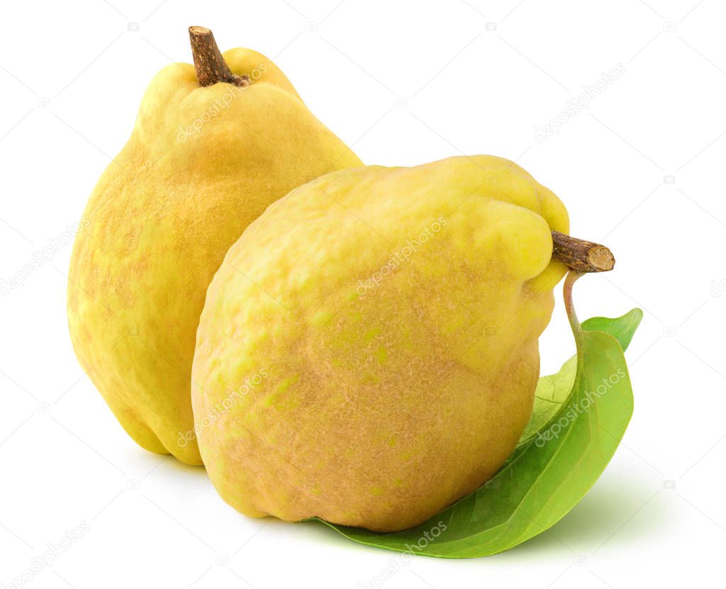 Two isolated quince fruits