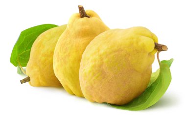 Three quince fruits on white background clipart