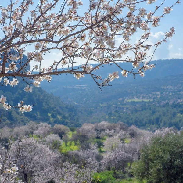 Zelené Údolí Kvetoucími Mandlovníky Jaře Kypru — Stock fotografie