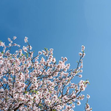 Beyaz çiçekli badem ağacı dalları kopyalanmış mavi gökyüzüne karşı