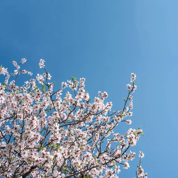 Migdałowe Gałęzie Białymi Kwiatami Tle Błękitnego Nieba Przestrzenią Kopiowania — Zdjęcie stockowe