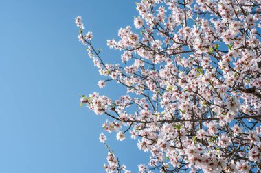 Çiçek açan badem ağacı dalları açık mavi gökyüzünde kopyalanmış boşluk ile