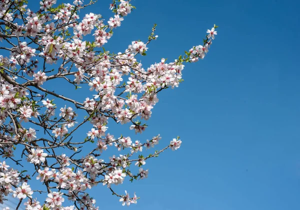 Kwiaty Drzewa Migdałowego Podczas Wiosny Przed Jasnym Błękitnym Niebem — Zdjęcie stockowe
