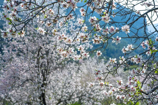 Virágzó Mandulafák Ágai Fehér Virágokkal Kék Hegyek Felett Tavasszal Cipruson — Stock Fotó