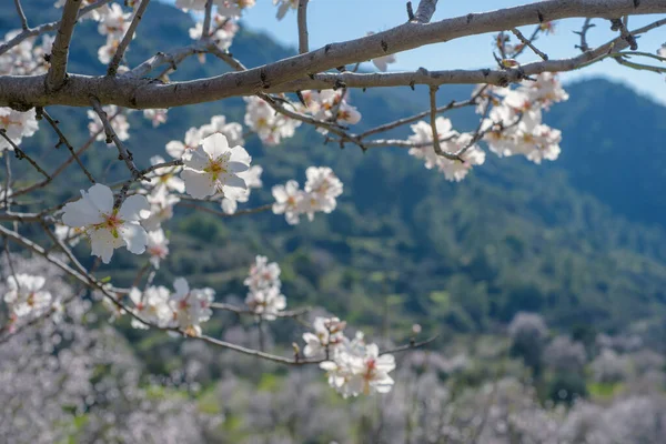 Gałąź Migdałowa Kwiatami Nad Wiosennym Krajobrazem Cyprze Wybiórcze Ukierunkowanie — Zdjęcie stockowe