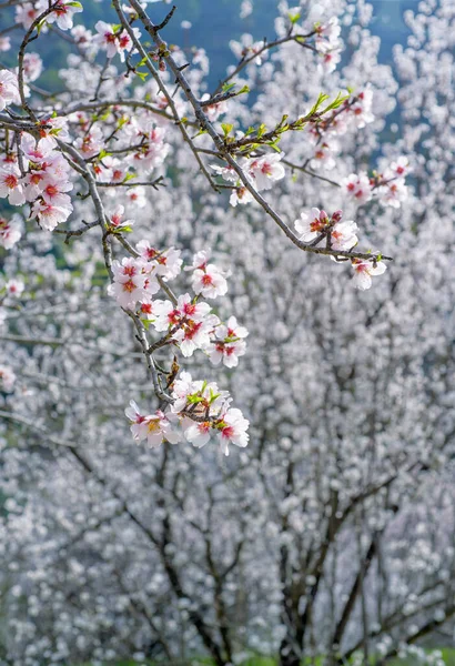Fehér Mandula Virágzik Tavasszal Szelektív Fókusz Függőleges Lövés — Stock Fotó