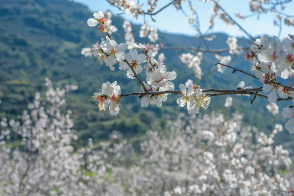Mandulafák Fehér Virágokkal Kertben Tavasszal Cipruson — Stock Fotó